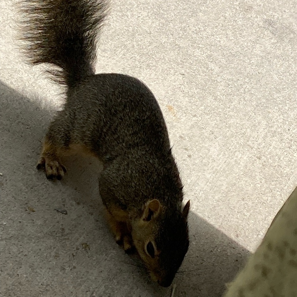 Meet your Posher, Joey